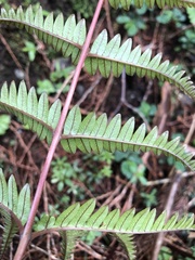 Pteris aspericaulis