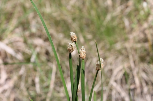 Image of Eleocharis bifida by (c) Dominic, some rights reserved (CC BY)