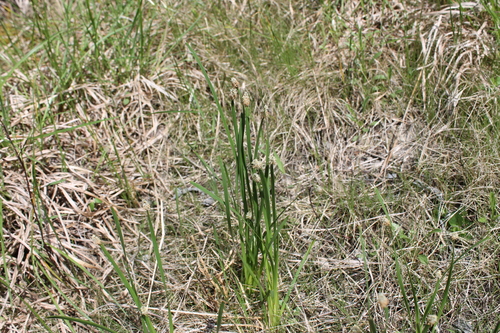 Image of Eleocharis bifida by (c) Dominic, some rights reserved (CC BY)