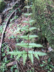 Pteris aspericaulis