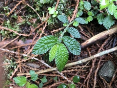 Elatostema parvum