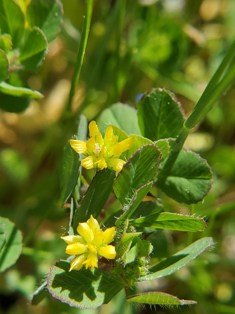 Lesser hop trefoil from Cambridge, MD 21613, USA on April 22, 2024 at ...