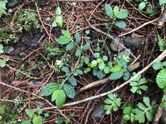 Elatostema parvum