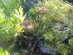 Erica abietina