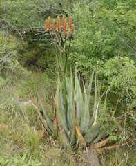Aloe pienaarii