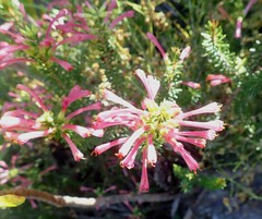 Erica abietina