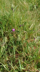 Vicia sativa