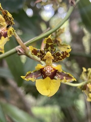 Oncidium bracteatum image