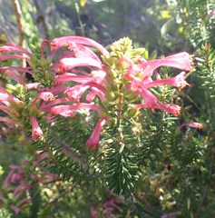 Erica abietina