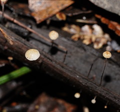 Marasmius alveolaris