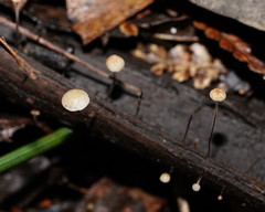 Marasmius alveolaris