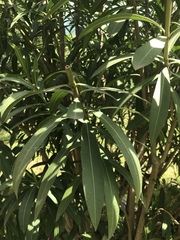 Nerium oleander