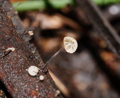 Marasmius alveolaris