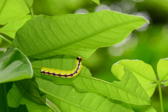 Chadisra bipars