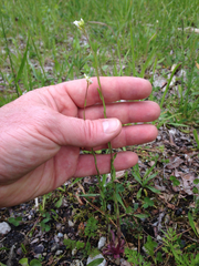 Arabis pycnocarpa adpressipilis