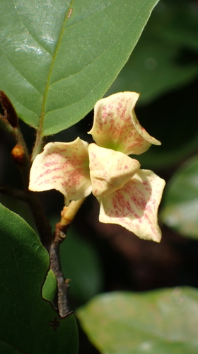 Mitrephora observed 2024-04-19
