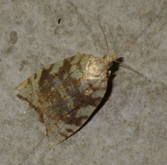 Aleimma loeflingiana