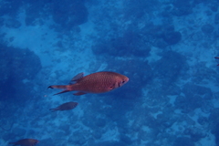 Chromis weberi