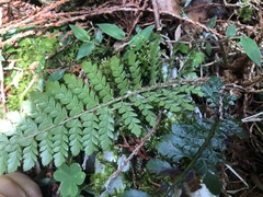 Polystichum parvipinnulum