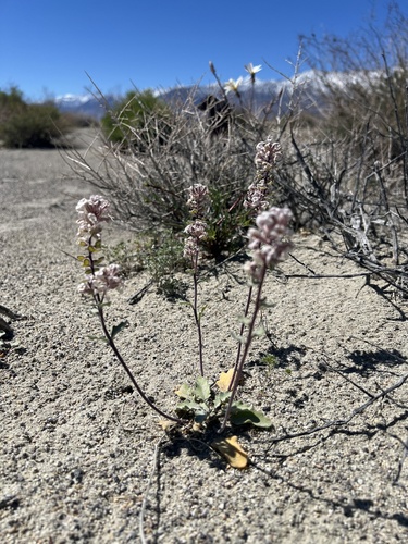 Image of Dithyrea californica by (c) Steve Matson, some rights reserved (CC BY)