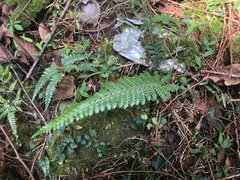 Polystichum parvipinnulum
