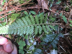 Polystichum parvipinnulum
