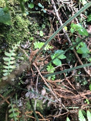 Polystichum acutidens