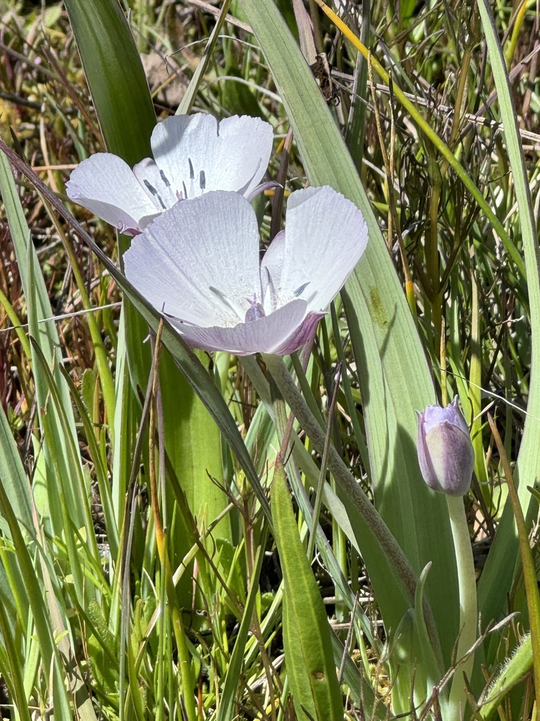 Pink star-tulip in April 2024 by Sarah · iNaturalist