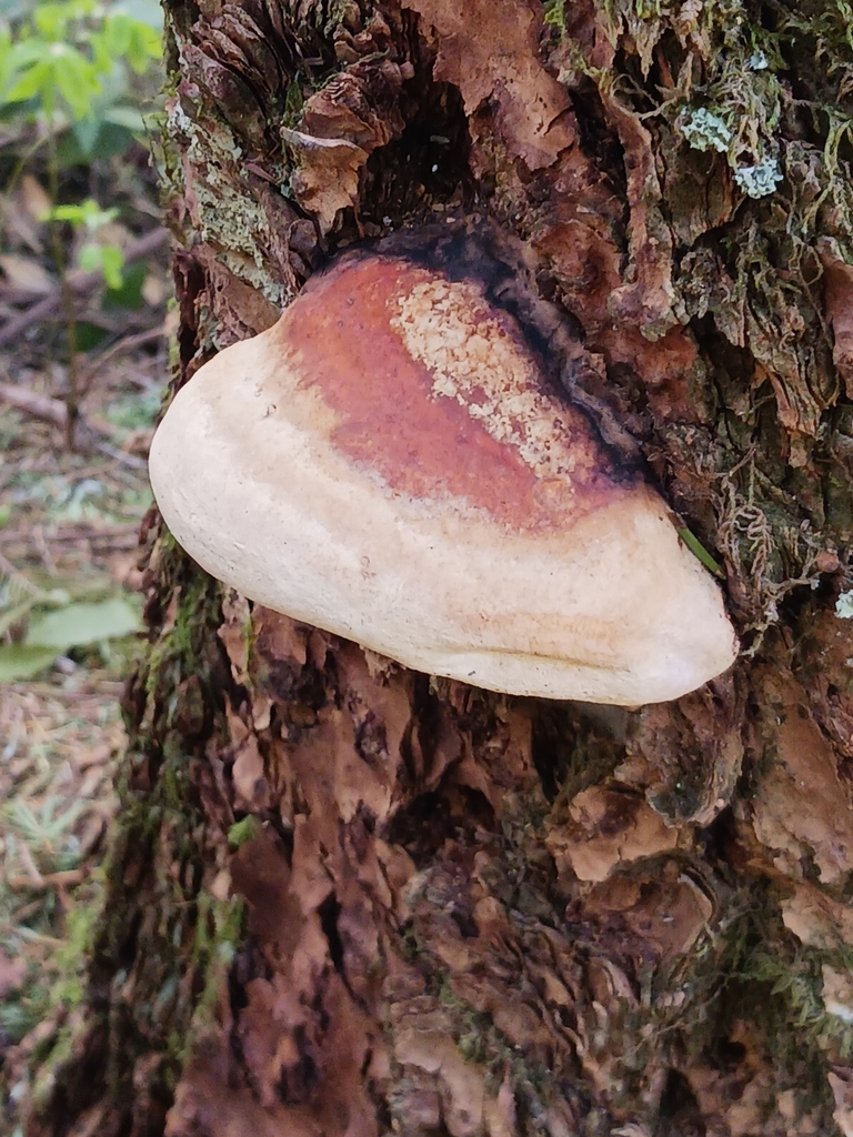 Fomitopsis from Multnomah County, US-OR, US on April 22, 2024 at 03:10 ...