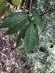 Quercus stenophylloides