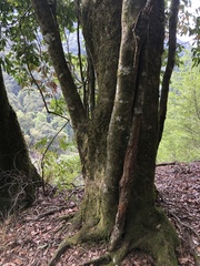 Quercus stenophylloides