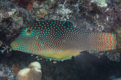 Canthigaster solandri
