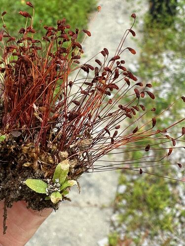 Funaria flavicans observed 2024-04-18