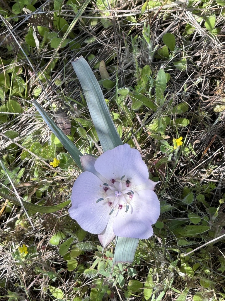 Pink star-tulip in April 2024 by Sarah · iNaturalist