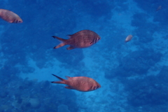 Chromis weberi