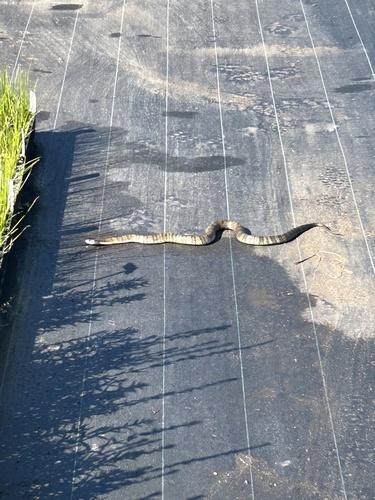 Tiger Snake sighting