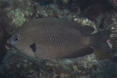 Pomacentrus microspilus