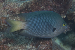 Pomacentrus flavioculus