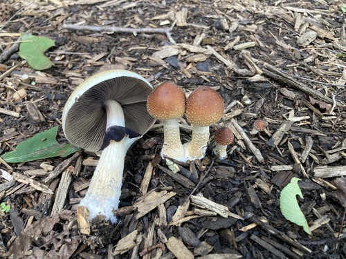 Magic Mushroom (Psilocybe cubensis)