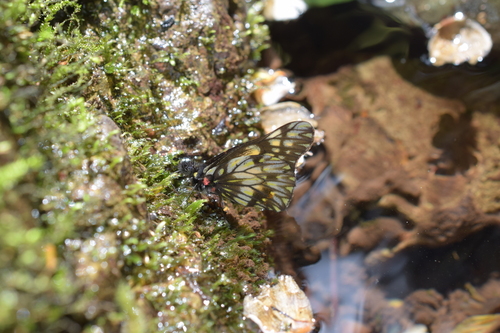 Catasticta theresa