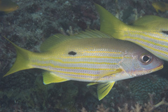 Lutjanus fulviflamma