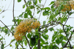 Crateva unilocularis