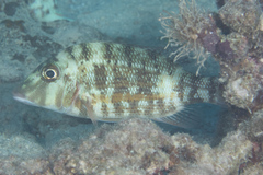 Lethrinus obsoletus