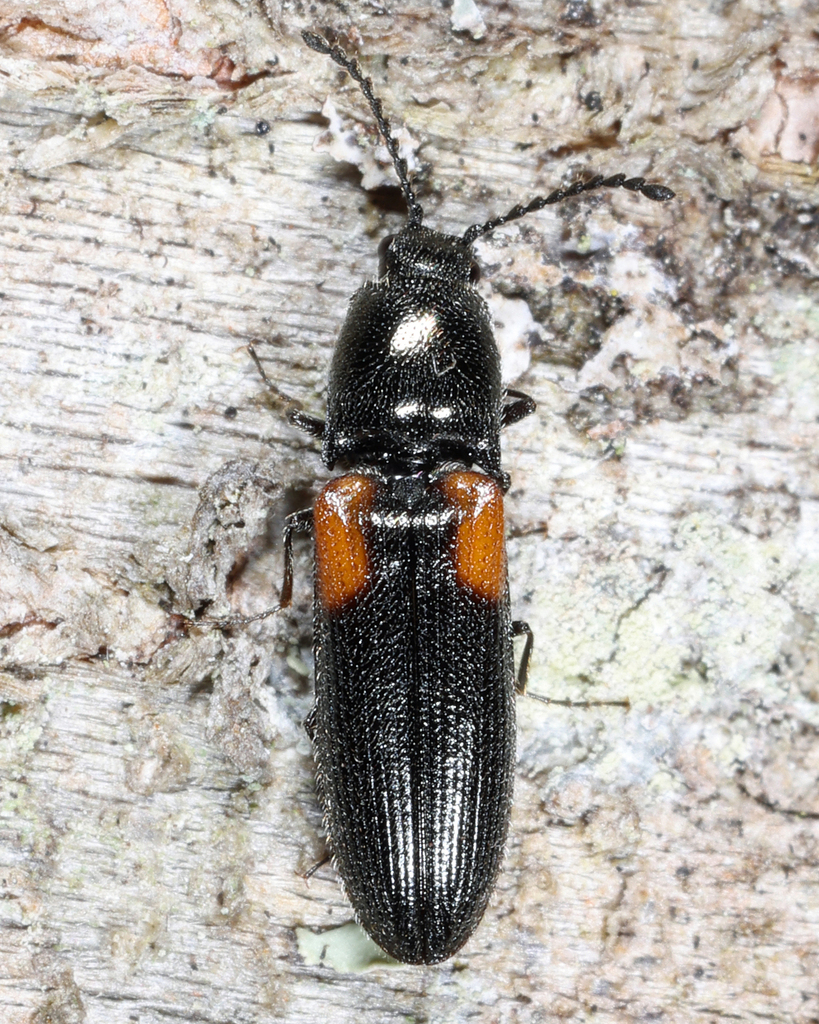 Dendrometrina