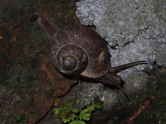 Cyclophorus punctatus