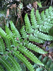 Polystichum parvipinnulum