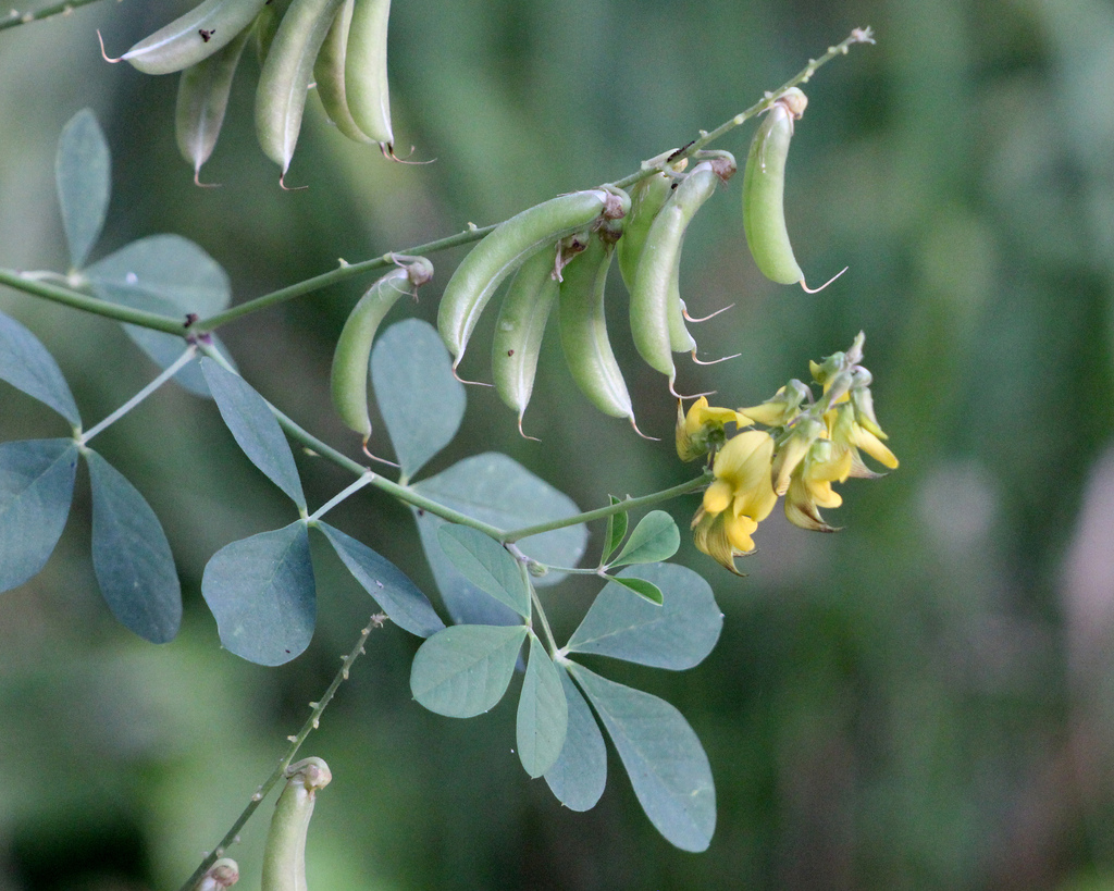 Sc Rattlepod Streaked Rattlepod from Astor Farms, Florida, United States on April 20 ...