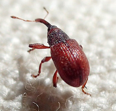 Anthonomus haematopus