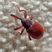 Red-winged Weevil - Photo (c) K Schneider, some rights reserved (CC BY-NC), uploaded by K Schneider