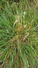 Dactylis glomerata